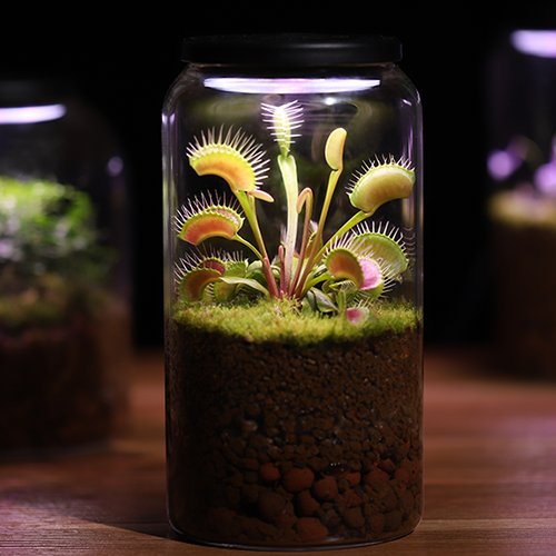 Terrariums